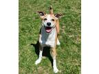 Adopt Zira a White Mountain Cur / Mixed dog in Wausau, WI (41206444)