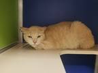 Adopt Hamon a Orange or Red Domestic Shorthair / Domestic Shorthair / Mixed cat