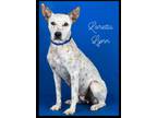 Adopt Loretta Lynn a White Australian Cattle Dog / Mixed Breed (Medium) / Mixed