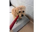 Adopt Scoom - IN FOSTER a Tan/Yellow/Fawn Mixed Breed (Small) / Mixed dog in