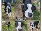 Adopt Benny a White American Pit Bull Terrier / Mixed Breed (Medium) / Mixed
