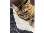 Adopt Queenie a Brown Tabby Domestic Longhair / Domestic Shorthair / Mixed cat