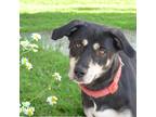 Adopt Daisy a Black Alaskan Malamute / Mixed Breed (Medium) / Mixed (short coat)