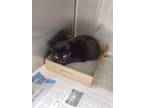Adopt 2024-01-098 *Leroux* a Domestic Shorthair / Mixed (short coat) cat in