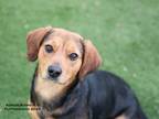 Adopt Chloe a Black - with Brown, Red, Golden, Orange or Chestnut Beagle / Mixed