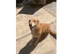 Adopt Dingo a Red/Golden/Orange/Chestnut Carolina Dog / Mixed dog in Visalia