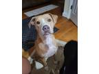 Adopt River a Tan/Yellow/Fawn American Pit Bull Terrier / Halden Hound