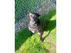 Adopt Sasha - Prison CCP Graduate a Black Labrador Retriever / Mixed dog in