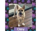 Adopt Cissy a Cattle Dog / Mixed dog in Littleton, CO (39135134)