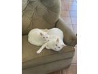 Adopt Jon & Aria a White Turkish Angora / Mixed (medium coat) cat in Tavares