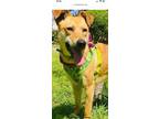 Adopt Canela a Tan/Yellow/Fawn Carolina Dog / Shepherd (Unknown Type) / Mixed