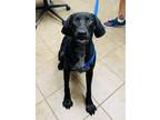 Adopt Birdy a Black Mixed Breed (Medium) / Mixed dog in Covington, LA (41315039)