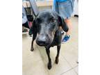 Adopt Bertha (Jasmine) a Black Mixed Breed (Medium) / Mixed dog in Covington