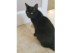 Adopt Peep a All Black Domestic Shorthair / Mixed (short coat) cat in Amherst