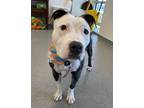 Adopt Malabar:call [phone removed] To Meet a Pit Bull Terrier / Mixed dog in
