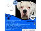 Adopt JJ a White Boxer / Mixed dog in Wallace, MI (41315192)