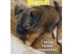 Adopt Biscuit a Brown/Chocolate German Shepherd Dog / Mixed dog in Locust Grove