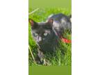 Adopt Batman a All Black Domestic Shorthair / Mixed (short coat) cat in Nashua
