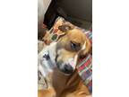 Adopt Archie a Tan/Yellow/Fawn - with White Husky / American Pit Bull Terrier /