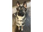 Adopt Luna a Gray/Silver/Salt & Pepper - with White German Shepherd Dog / Husky