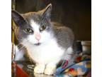 Adopt Huckleberry a Gray, Blue or Silver Tabby Domestic Shorthair cat in