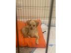 Adopt Doodles a Tan/Yellow/Fawn - with White Chiweenie / Mixed dog in Rosharon