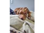 Adopt Roxy a Red/Golden/Orange/Chestnut - with White American Pit Bull Terrier /