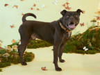 Adopt Neno a Black Chow Chow / Mixed dog in Philadelphia, PA (39962368)