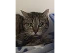 Adopt Paprika a Gray or Blue Domestic Shorthair / Mixed Breed (Medium) / Mixed