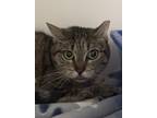 Adopt Paprika a Gray or Blue Domestic Shorthair / Domestic Shorthair / Mixed cat