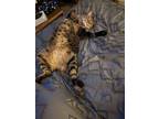 Adopt Bruce a Brown Tabby Tabby / Mixed (medium coat) cat in Lakewood