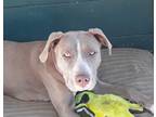 Adopt Salem a Tan/Yellow/Fawn - with White American Pit Bull Terrier / American