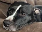 Adopt Kita a Black - with White American Pit Bull Terrier / Mutt / Mixed dog in