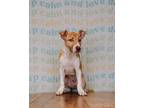Adopt Sweetpea a White - with Tan, Yellow or Fawn Terrier (Unknown Type