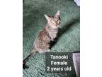 Adopt Tanooki a Tan or Fawn Tabby Tabby / Mixed (short coat) cat in Crimora