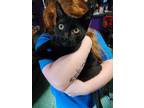 Adopt Void a Black (Mostly) Domestic Shorthair / Mixed (short coat) cat in
