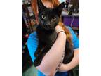 Adopt Shadow a Black (Mostly) Domestic Shorthair / Mixed (short coat) cat in