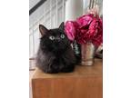Adopt Elaine a All Black Domestic Longhair / Mixed (medium coat) cat in