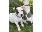 Adopt Patches a White - with Red, Golden, Orange or Chestnut American