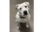 Adopt Nora a White - with Black Pit Bull Terrier / Mixed dog in Chico
