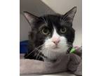 Adopt TicTac a All Black Domestic Shorthair / Domestic Shorthair / Mixed cat in