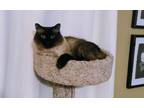 Adopt Julio a Brown or Chocolate Siamese / Mixed (medium coat) cat in