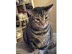 Adopt Mickey a Brown or Chocolate (Mostly) American Shorthair / Mixed (short