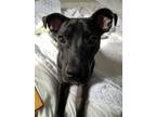 Adopt Wolverine (Onyx) a Black - with White Mixed Breed (Medium) / Boxer dog in