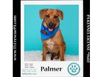 Adopt Palmer (The Police Pups) 030224 a Tan/Yellow/Fawn - with White Shepherd