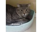 Adopt Branson a Gray or Blue Domestic Shorthair / Domestic Shorthair / Mixed