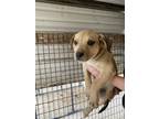 Adopt Taz OT4 4/26/24 a Tan/Yellow/Fawn Labrador Retriever / Mixed dog in San