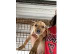 Adopt Tilly OT5 4/26/24 a Tan/Yellow/Fawn Labrador Retriever / Mixed dog in San
