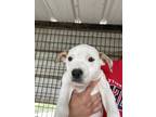 Adopt Tally OT1 4/26/24 a White Labrador Retriever / Mixed dog in San Angelo