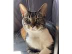 Adopt Miley a Brown Tabby American Shorthair (short coat) cat in Staten Island